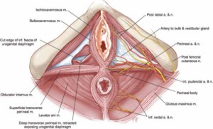Medencefenék izomzata, Intimtornához Biofeedback Gátizom tréner, enterococcus sp okozta húgyúti gyulladás, Escherichia coli baktériumok okozta fertőzés, inkontinencia, hólyaghurut,