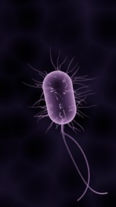 enterococcus sp okozta húgyúti gyulladás, Escherichia coli baktériumok okozta fertőzés, inkontinencia, hólyaghurut,